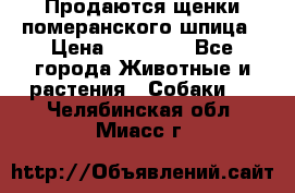 Продаются щенки померанского шпица › Цена ­ 45 000 - Все города Животные и растения » Собаки   . Челябинская обл.,Миасс г.